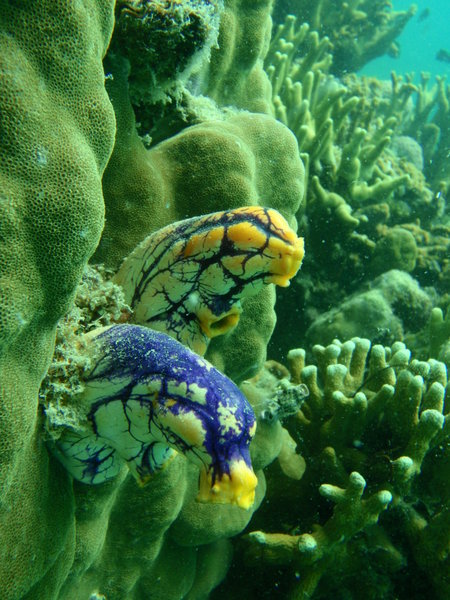 Some nice underwater creature