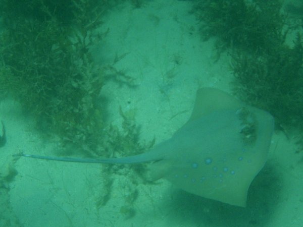 Blue spotted sting ray