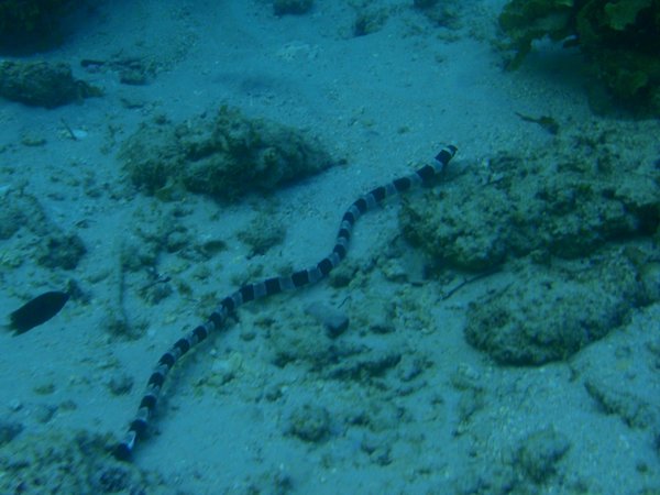 A nice little sea snake