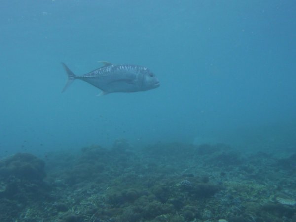 Giant Trevally fish