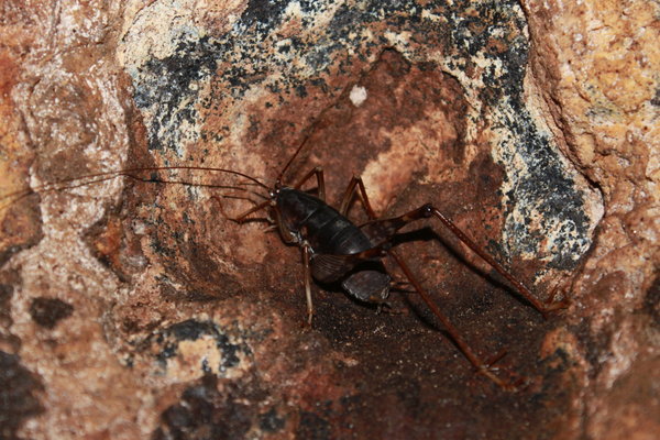 Another weird insect inside Deer cave...