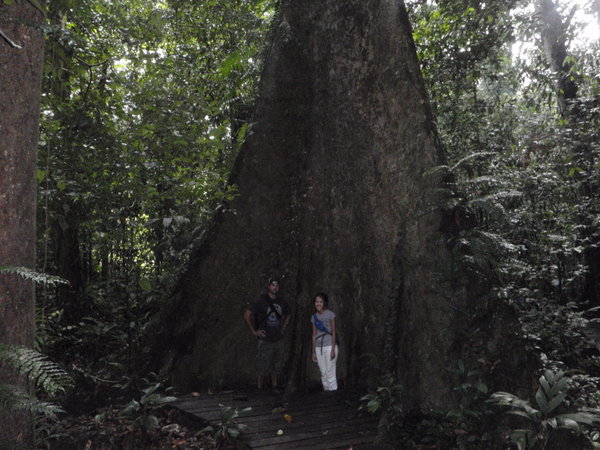 A really big tree in the jungle