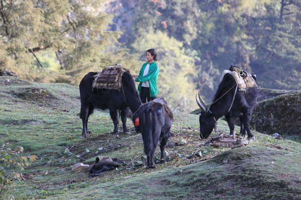Getting the yaks ready for the day of trekking