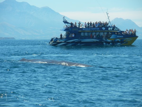 Sperm Whale with boat so you get a sense of size