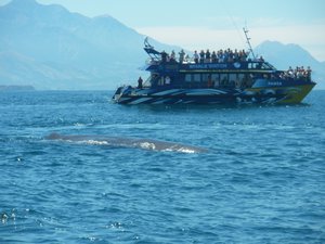 Sperm Whale with boat so you get a sense of size