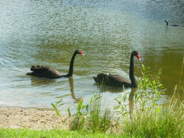Black swans-can only have white ones in the UK!