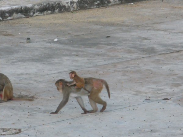 Monkeys at temple