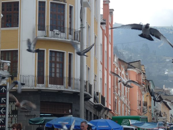 Pigeons flying away from the crowds 