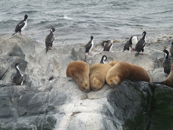 Sea lions at the end of the world
