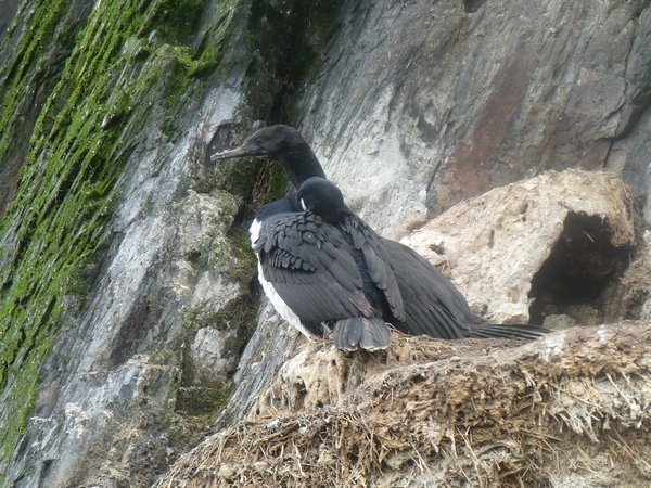 Cormorants at H island
