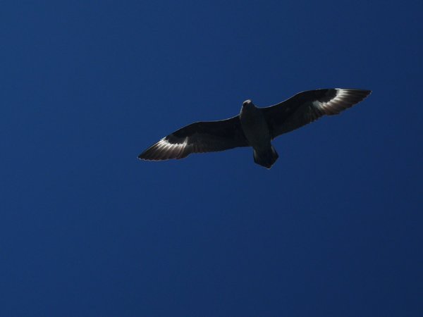 a passing seagull