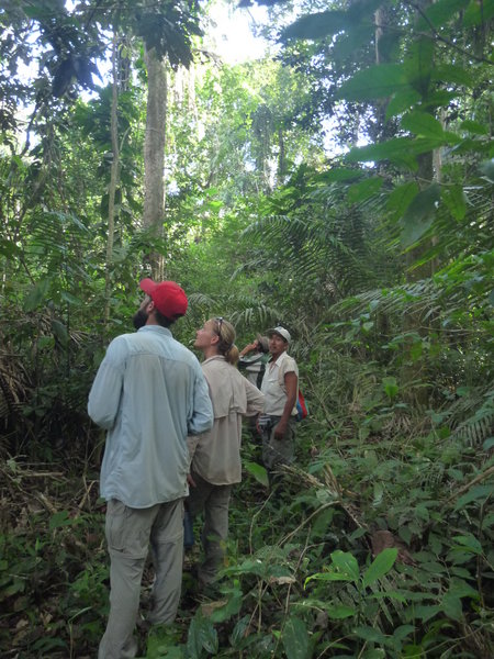 Afternoon walk in the jungle 