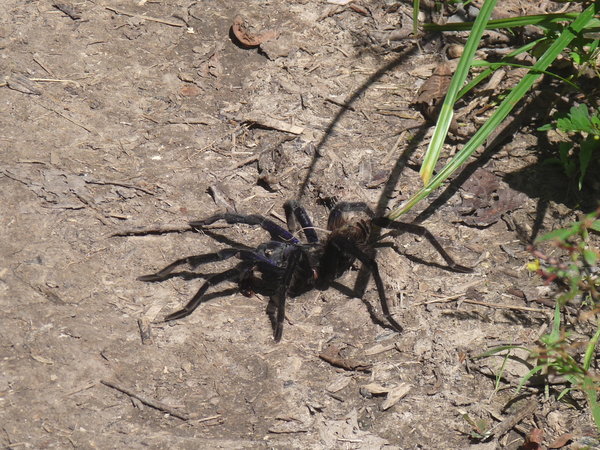 Tarantula