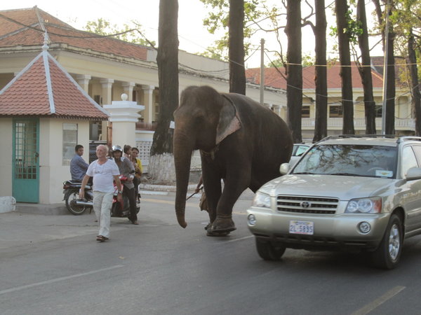Elephant walking on the street
