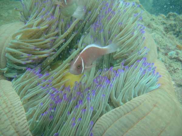 Nice underwaterworld :-) Pink clown fish