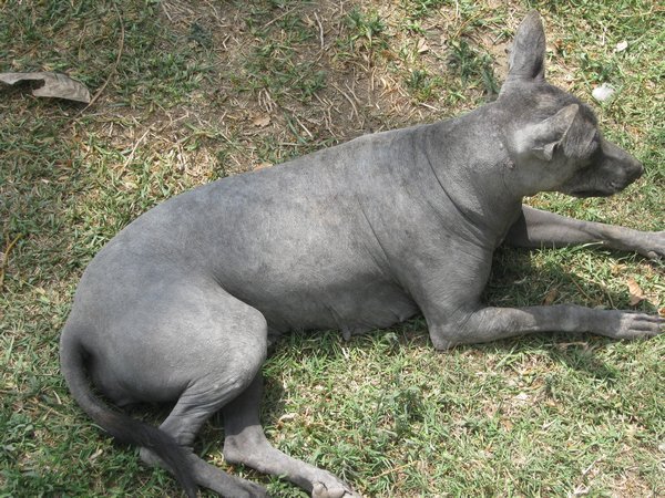 Chien Peruvien/Peruvian dog
