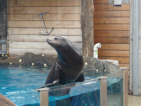Seal show 2