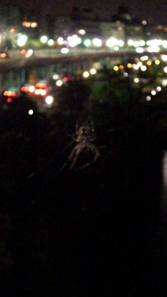 spider in the city