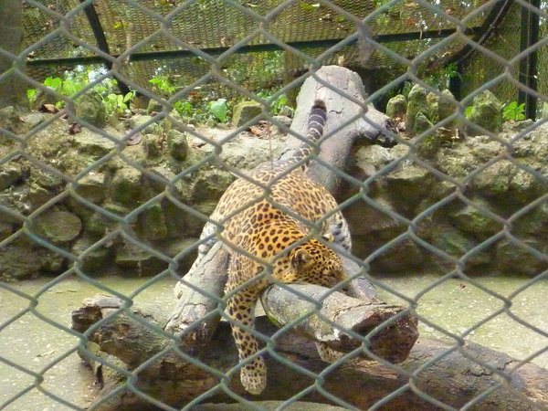 A rather cute looking leopard