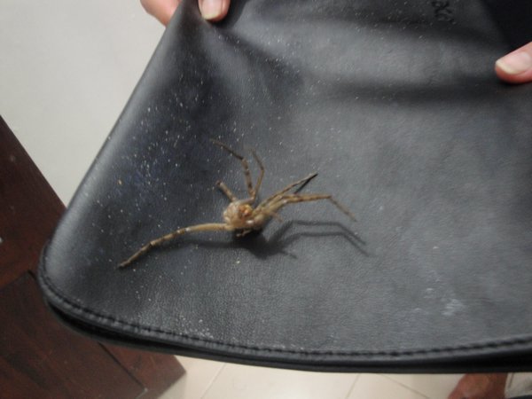 This spider was found under Durks' pillow.