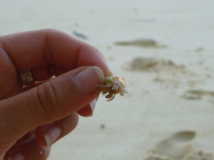 Prt 2: the smallest hermit crab I could find