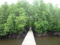 Mangrove walk 2