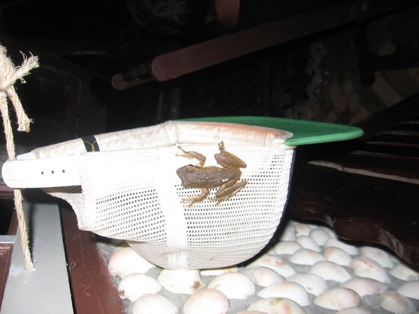 frog loving my hat