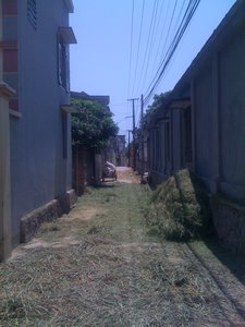 Hay drying in the streets