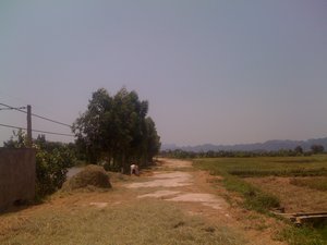 Agricultural scenes
