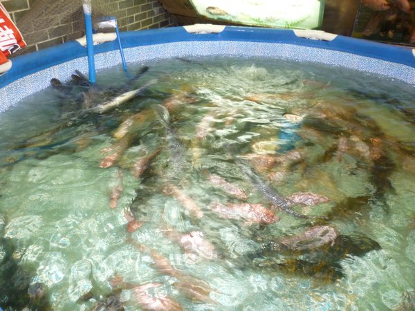 A paddling pool full of fish