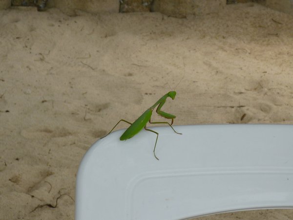 A preying mantis we saved from the sand