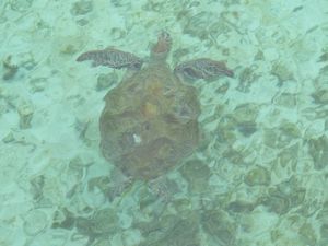 The amazing turtles of Pulau Derawan