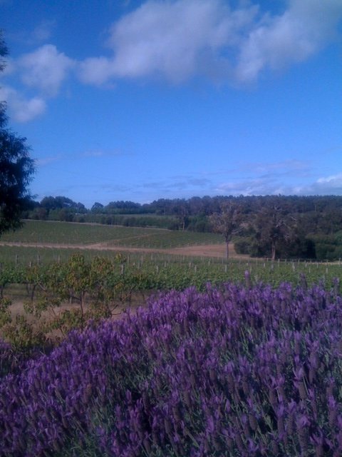 Lavender before the Vines