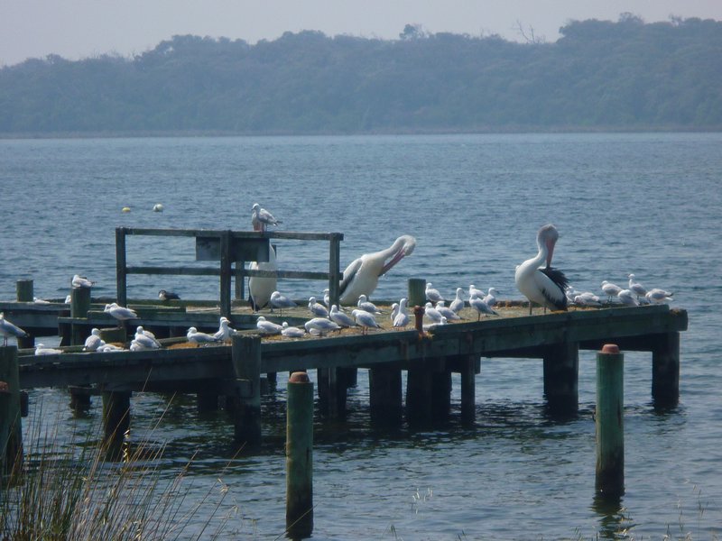 Pelicans on the pier