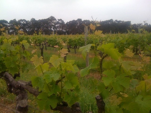 Close up with the vines