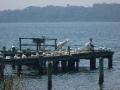 Pelicans on the pier