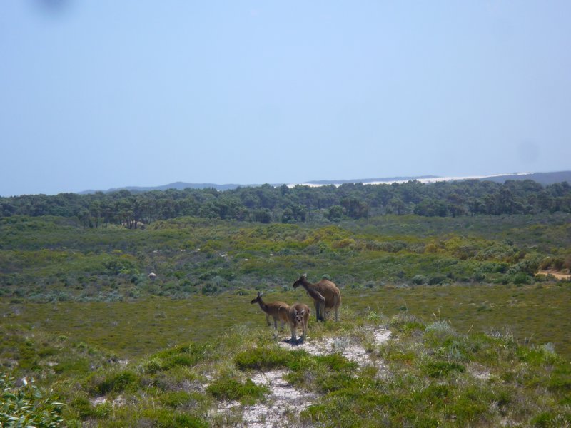 Kangaroo's also enjoying the view