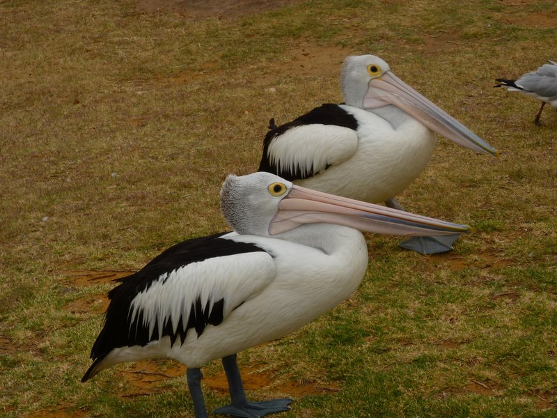 Pelicans on the lawn at Kalbarri