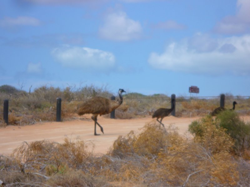Emu invasion