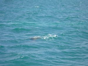 Can you see the Dugong