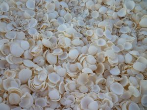 A beach made entirely of these shells...