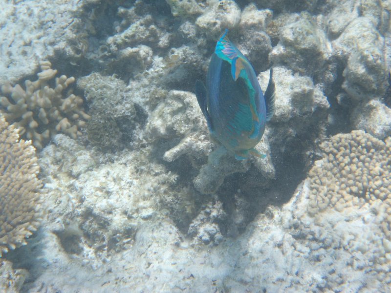 A colourful parrot fish