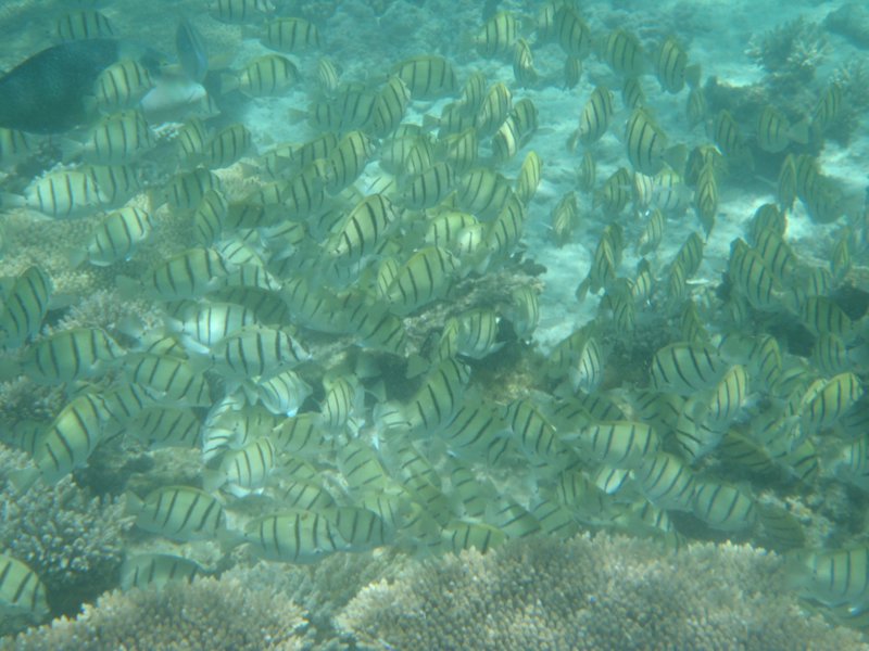 Hundreds of yellow fish