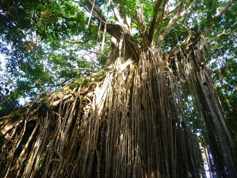 The huge roots of the Curtain Fig