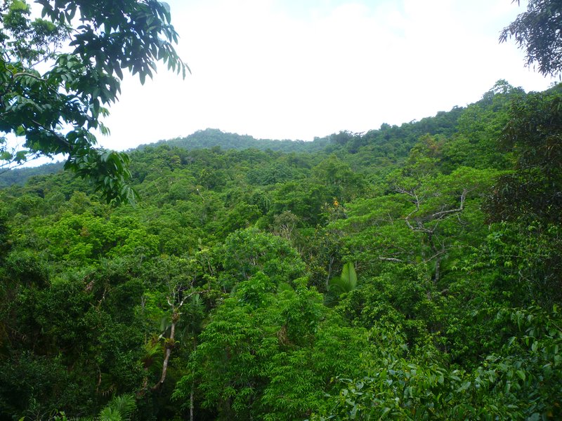 The Daintree Forest