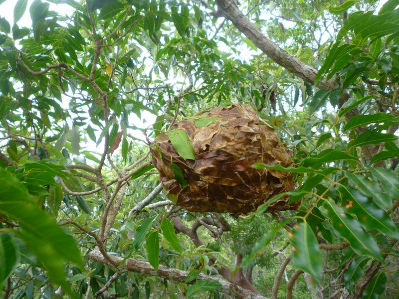 A green tree ant nest