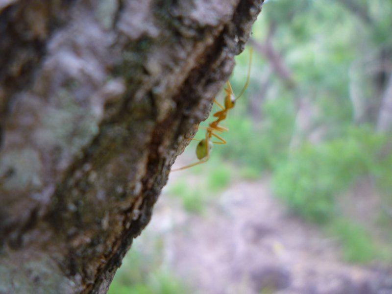 green tree ant