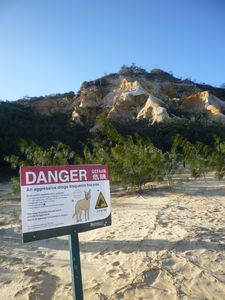 An aggressive dingo Frequents this area