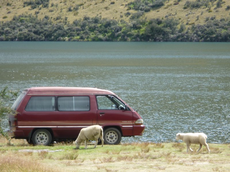 sheep among the traveller vans