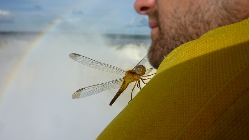 A dragonfly rests on Lewi's shoulder